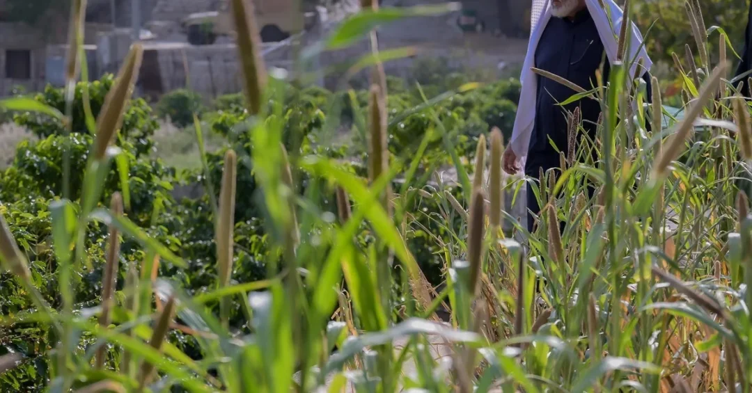 Al-Baha Region Emerges as Thriving Agricultural Hub in Saudi Arabia