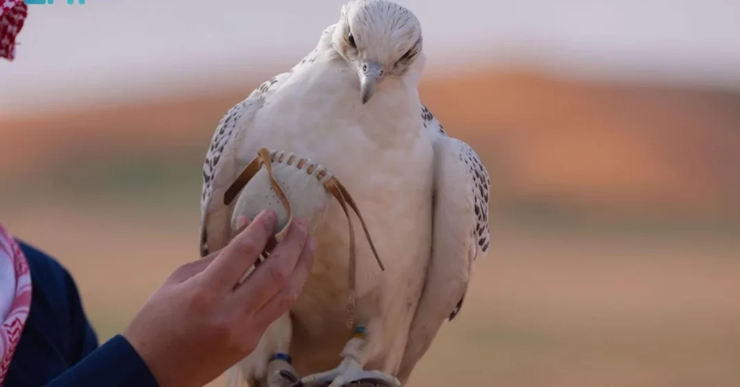 Northern Reserve for Sustainable Hunting Preserves Saudi Heritage