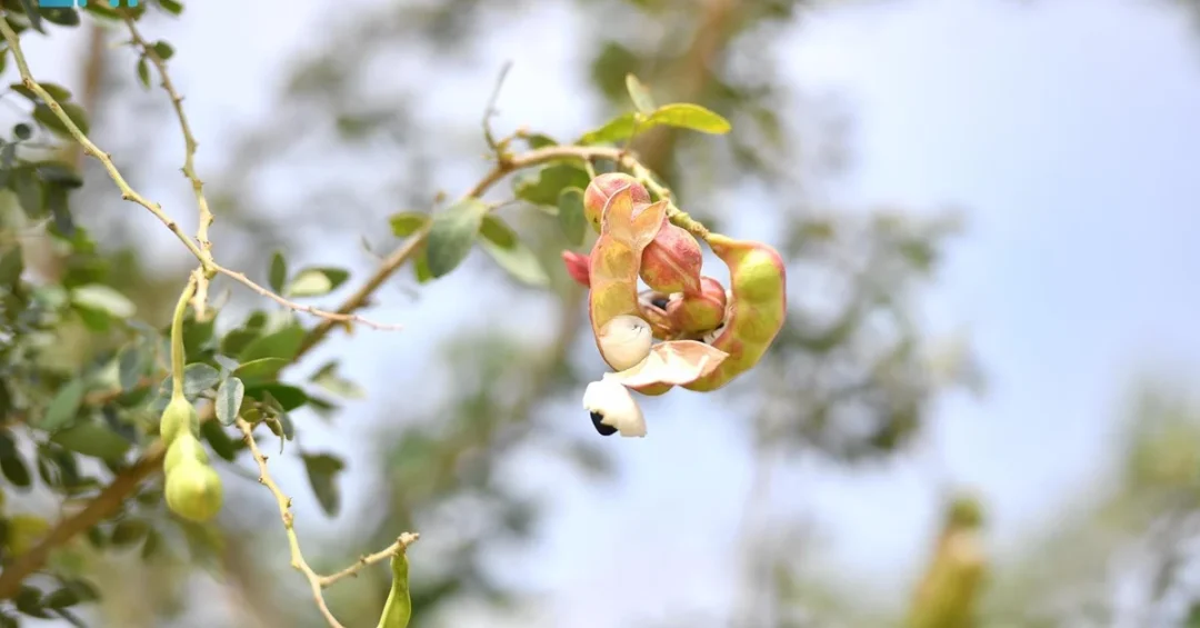 Indian Almond Season Begins in Jazan, Boosting Tropical Fruit Agriculture
