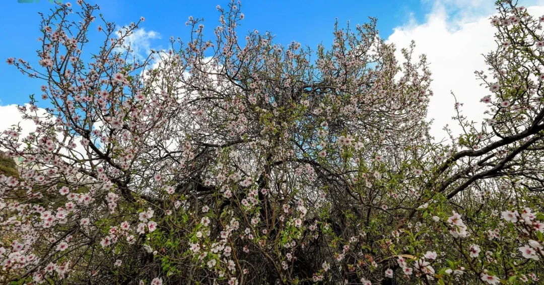 New Agricultural City to Boost Almond Production in Al-Baha