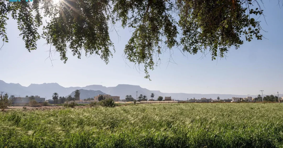 Najran Farmers Set for Bountiful Wheat Harvest Ahead of Ramadan