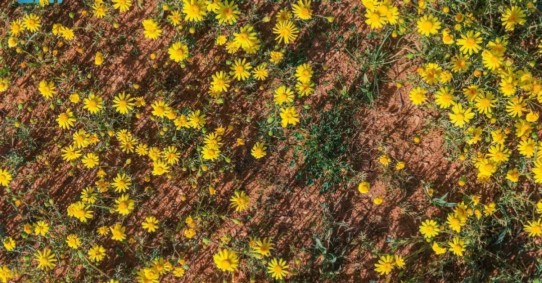 Buck’s Horn Groundsel Blooms Brighten Northern Borders Desert