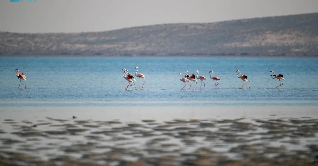 NCW Records Over 10,000 Waterbirds in Farasan Islands Annual Census