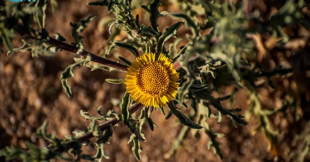 Asteriscus Graveolens: A Fragrant Treasure in Saudi Arabia’s Northern Borders