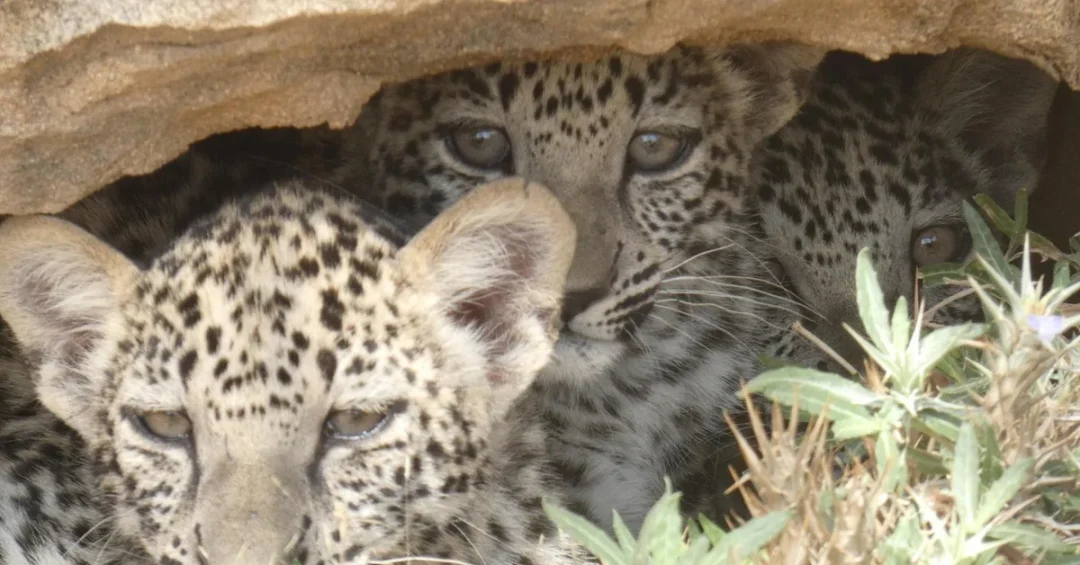 International Day of the Arabian Leopard Highlights Conservation Efforts