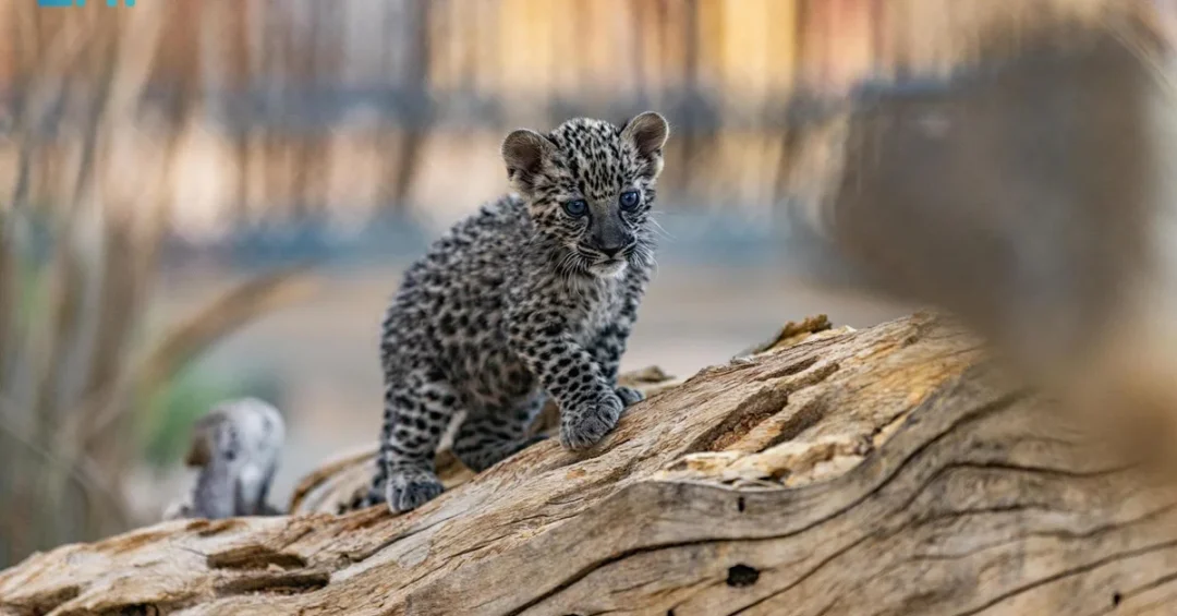 Royal Commission for AlUla Marks International Arabian Leopard Day with New Campaigns and Partnerships
