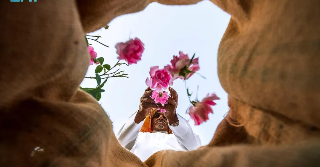 Taif Rose Farmers Prepare for Harvest Season Ahead of Ramadan