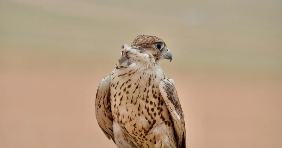 Falcons Festival in Qassim Celebrates Tradition and Competition