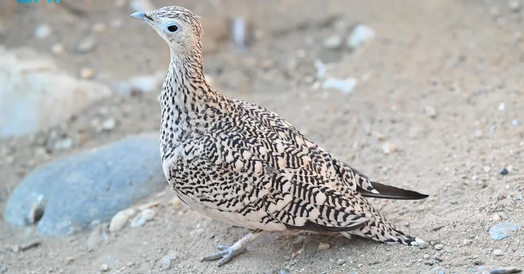 Jazan Sandgrouse: Saudi Arabia’s Symbol of Beauty and Resilience
