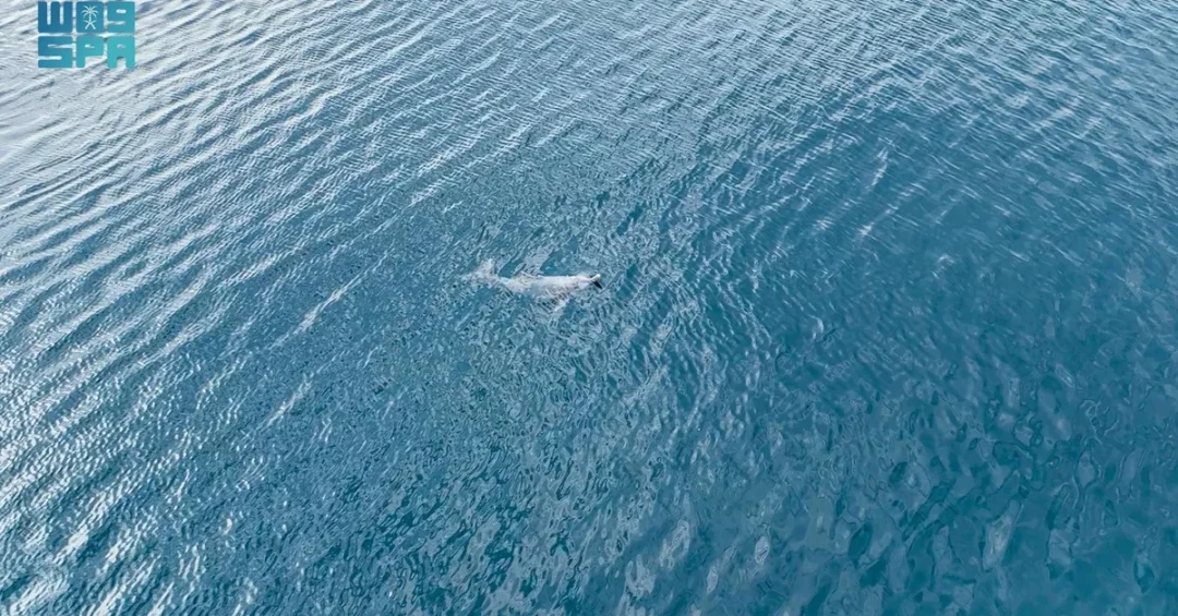 Dolphin Sighting Near Ras Mohaisen Beach Highlights Red Sea Biodiversity