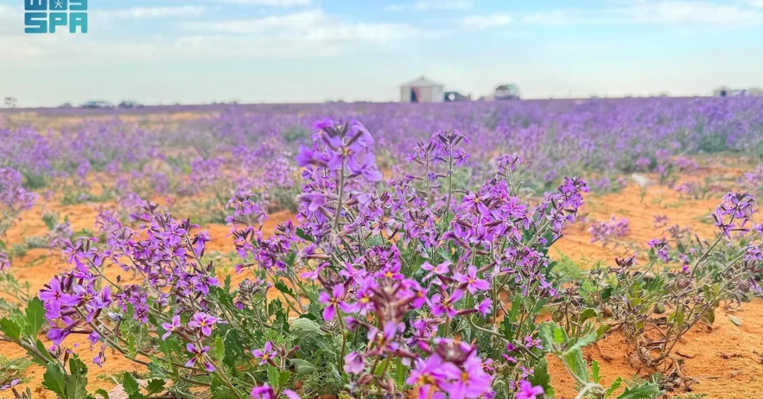 Samuda Village Lavender Bloom Draws Gulf Visitors to Hafr Al-Batin