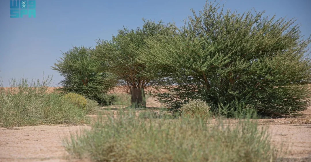 Wadi Mira Restoration Project Revives Ecosystem in Northern Borders