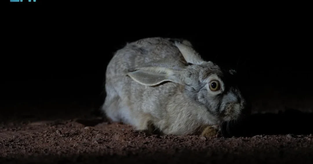 Wild Hares Thrive in King Salman bin Abdulaziz Royal Reserve