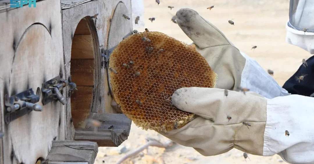 Aseer Region Leads Saudi Arabia in Honey Production and Agriculture