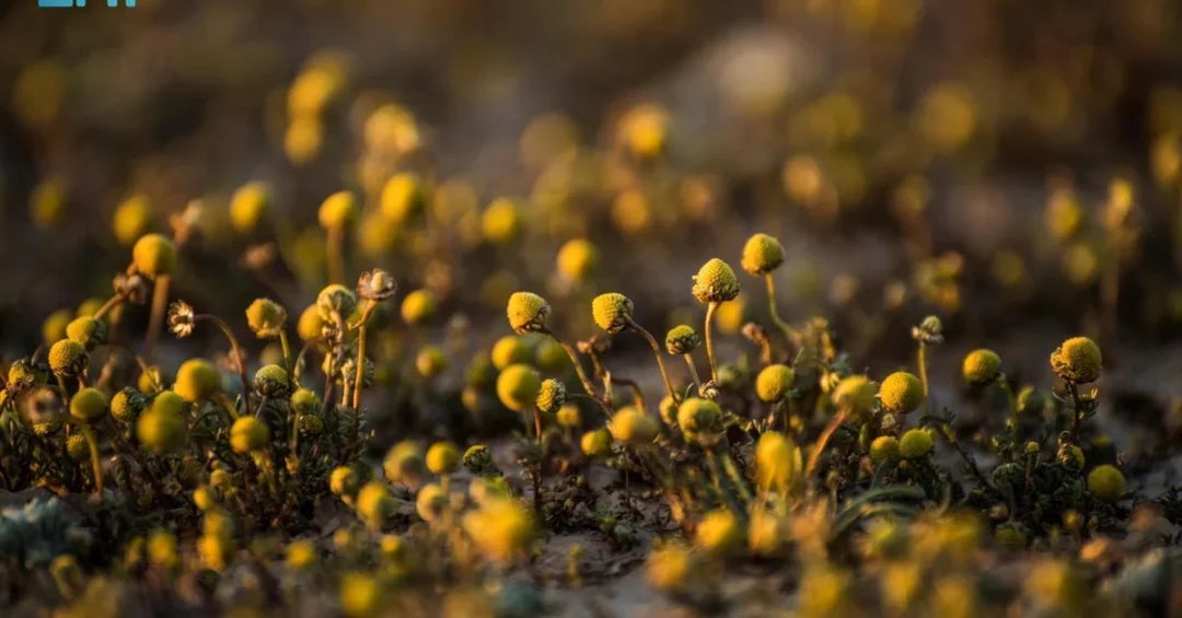 Golden Chamomile Blooms in Saudi Arabia’s Northern Borders Region