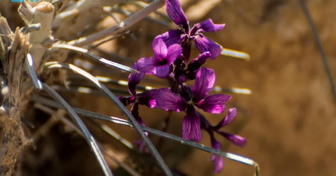 Rare Malcolmia Plant Discovered in Saudi Arabia’s Northern Borders