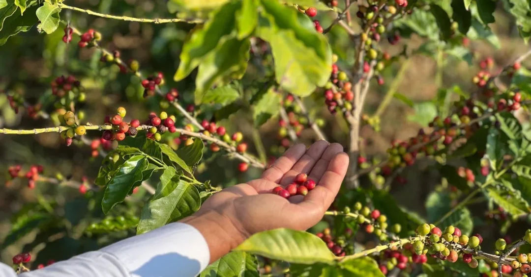 Second Saudi Coffee Festival Kicks Off Tomorrow in Rijal Almaa