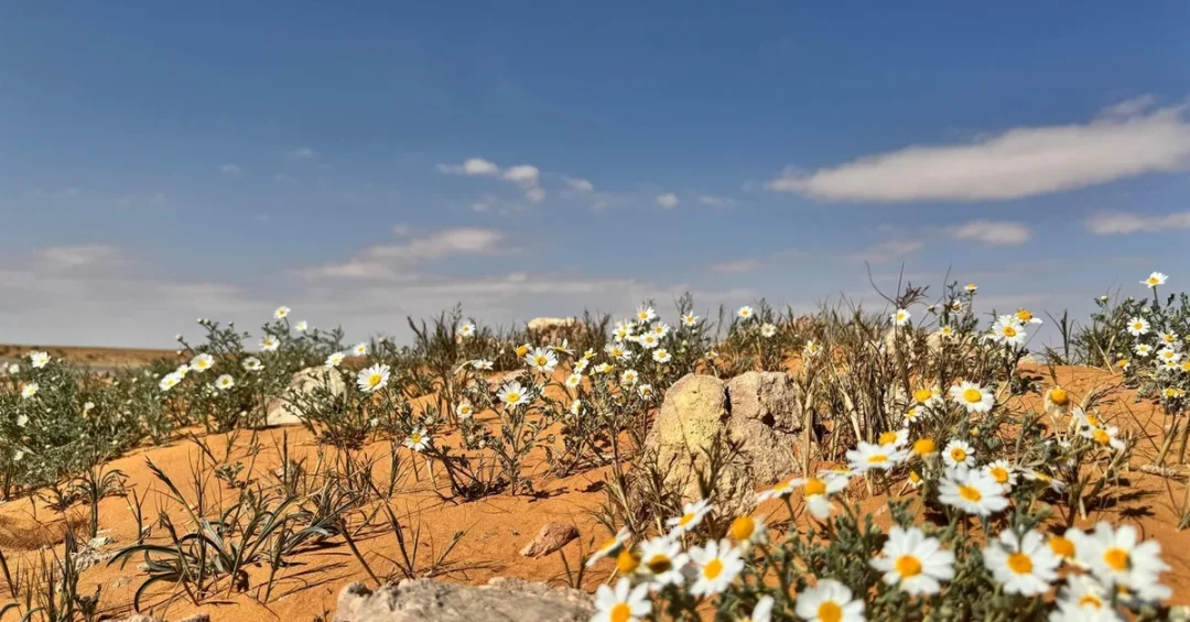 Daisies Transform Al-Jouf’s Plains into Vibrant Landscape