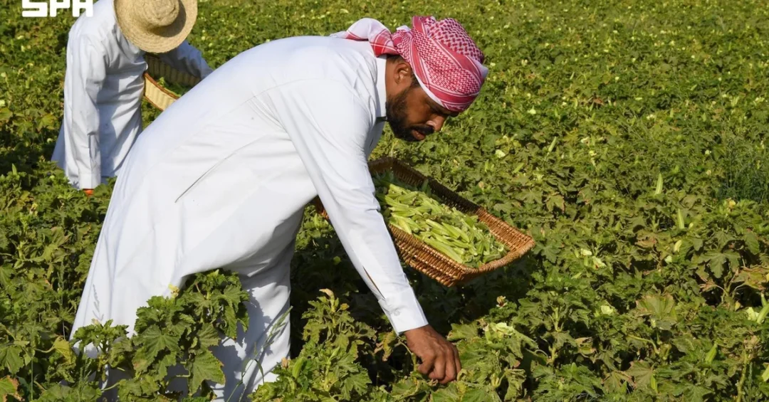 Al-Ahsa Okra Summer Crop Boosts Local Economy