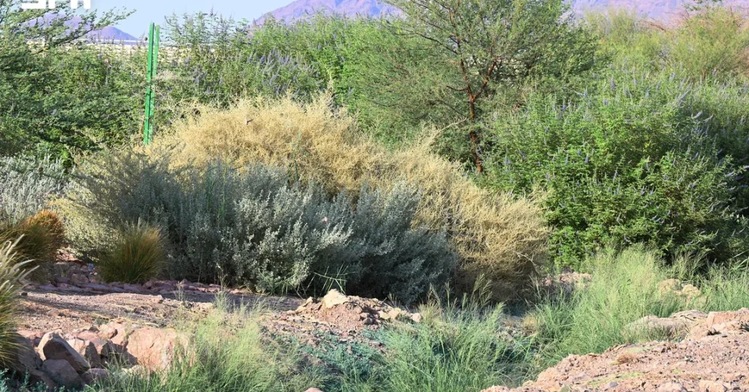 Madinah’s Botanical Richness Supports Biodiversity and Sustainability