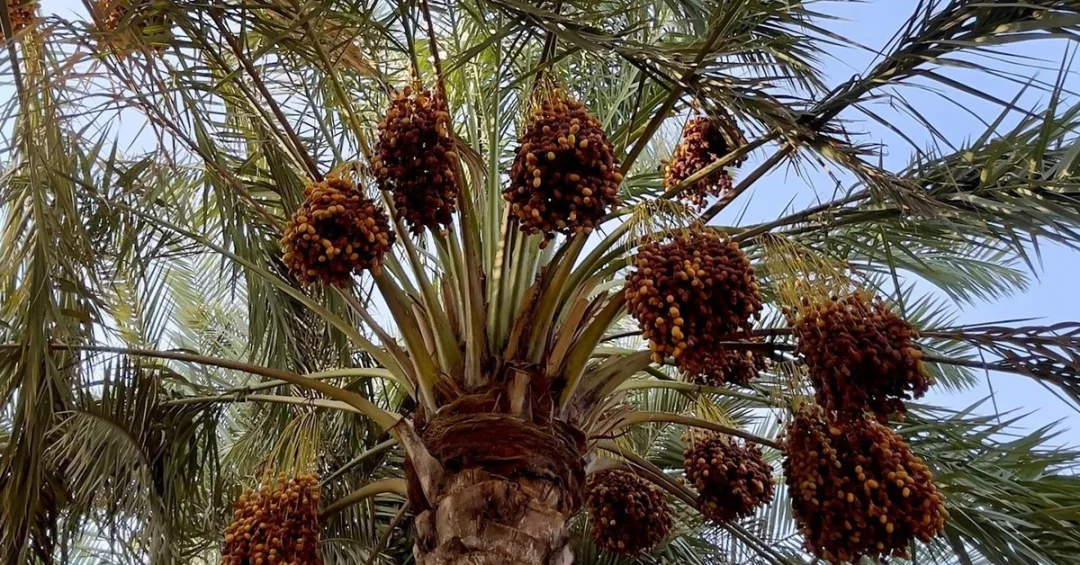Al-Kharj Date Production Hits 90,400 Tons, Valued at SAR723 Million