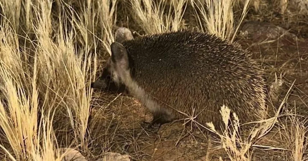 Desert Hedgehog Sightings Highlight Saudi Arabia’s Conservation Success