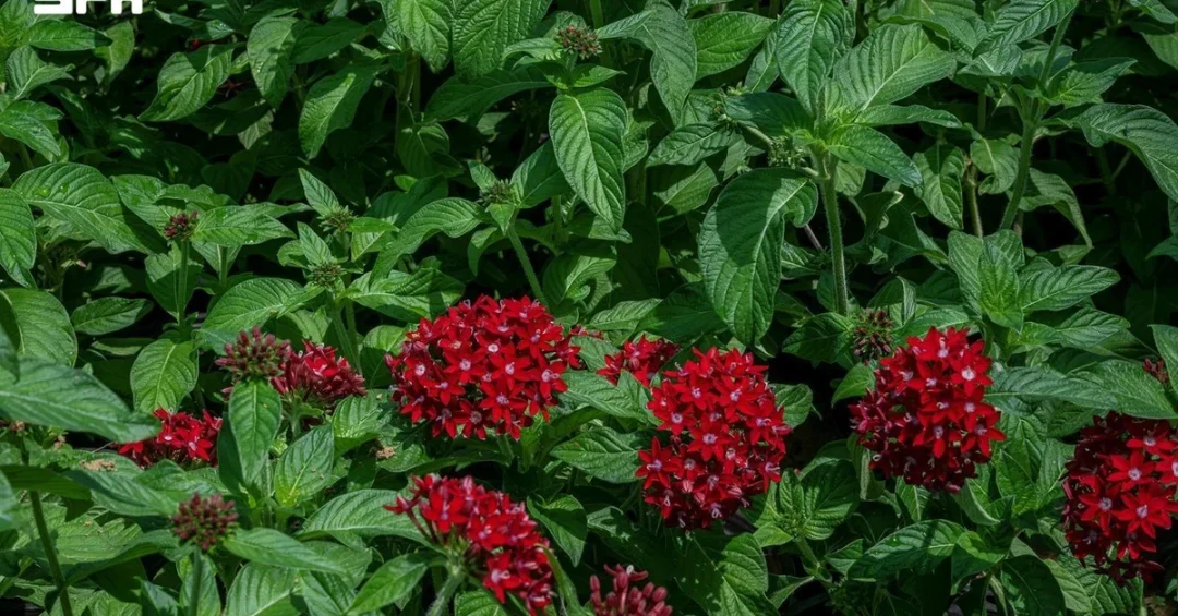 Aromatic Plants Enhance Home Gardens in Najran