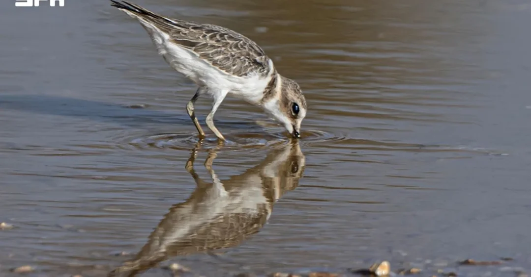 Greater Sand Plover Spotlights Biodiversity in Northern Borders Region
