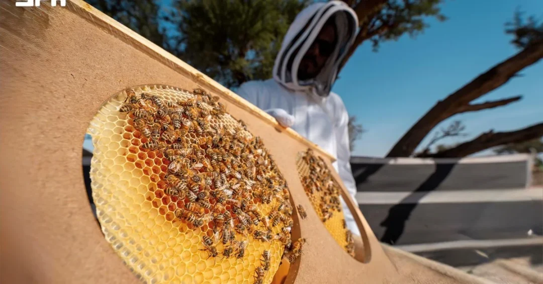 Imam Turki Royal Reserve Records Over 11,000 Beehives in Talh & Sidr Seasons