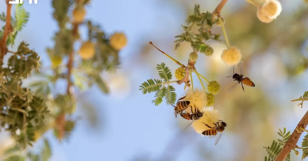 Talh Honey Harvest Begins in Tabuk with Strong Production