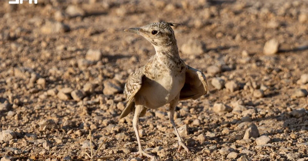 Crested Lark: Desert Bird Reflects Wildlife Diversity in Northern Borders