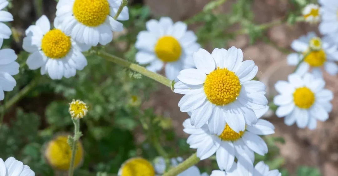 Chrysanthemum Blooms Highlight Biodiversity at King Salman Reserve