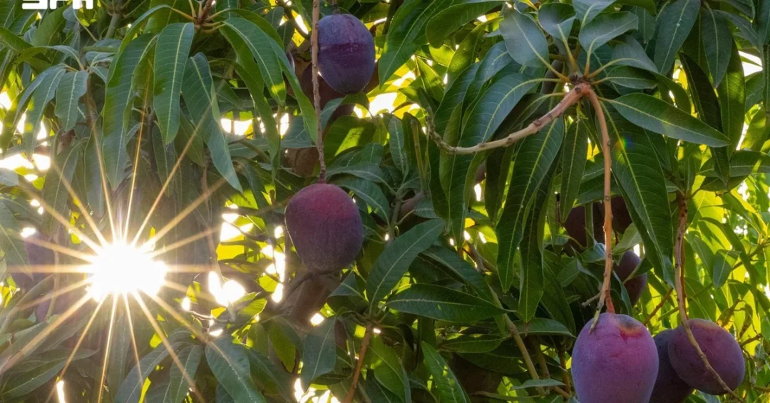 Saudi Reef Boosts Fruit Production to 367,000 Tons, Drives Rural Growth