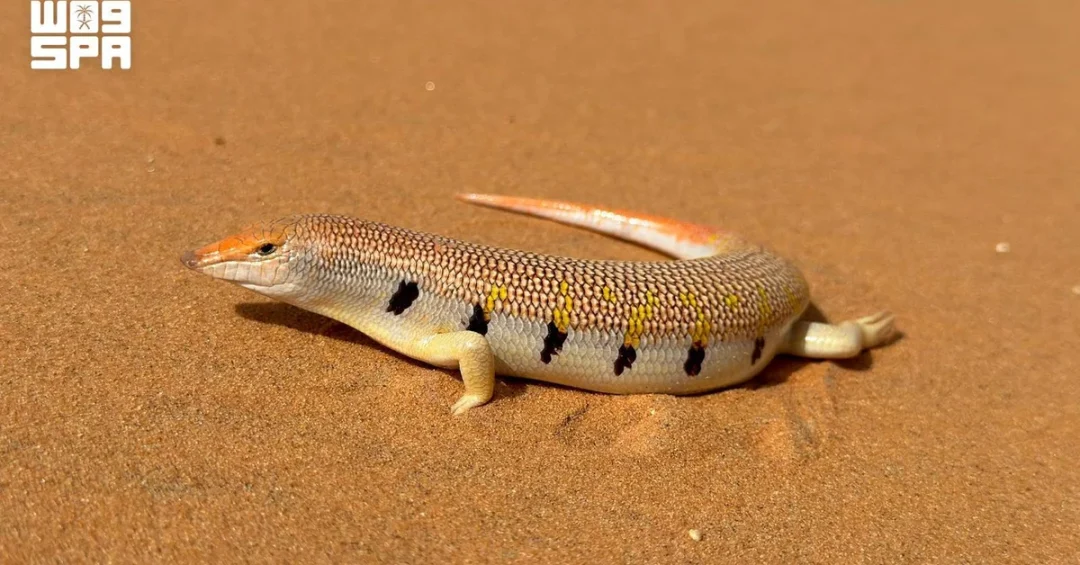 Over 10 Skink Species Thrive Across Saudi Habitats