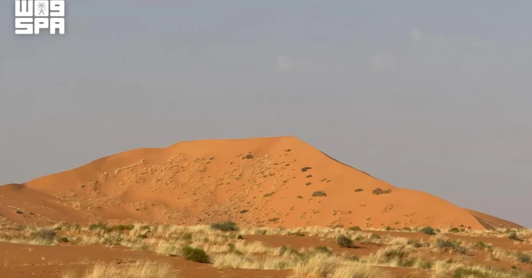 Native Grass Enhances Vegetation Cover in Saudi Arabian Deserts