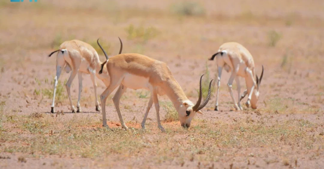 Saudi Royal Reserve Reports Major Wildlife Comeback in Conservation Win