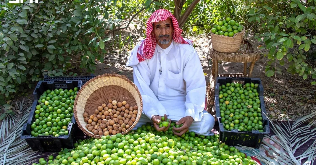 Al-Ahsa Lime: A Heritage Crop Thriving in Local and Gulf Markets