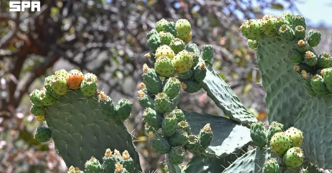 Prickly Pear Season Boosts Asir Rural Economy and Tourism
