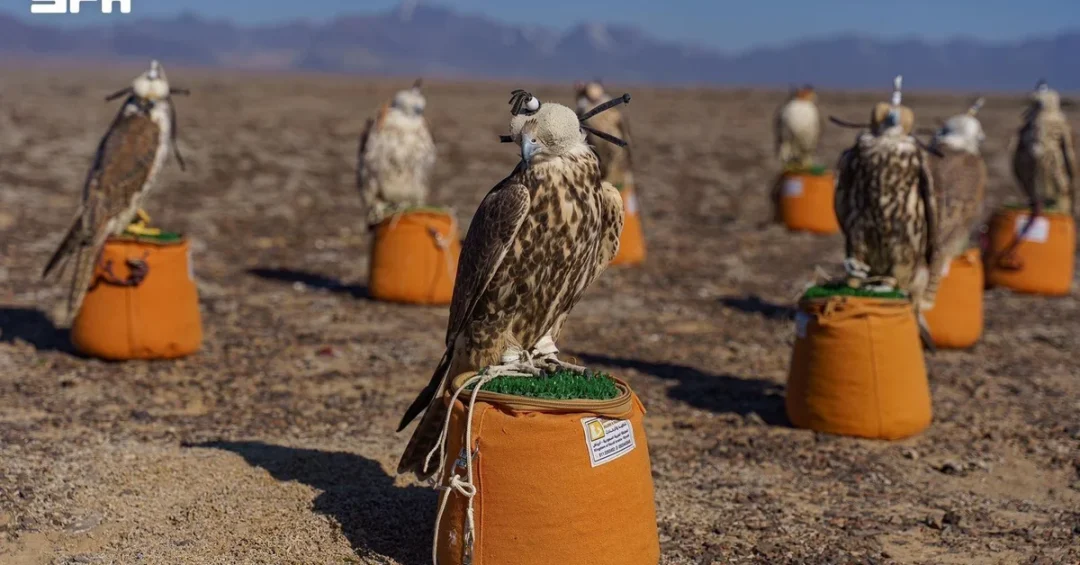 Saudi Falcons Club Opens 2027 Hadad Falcon Release Participation