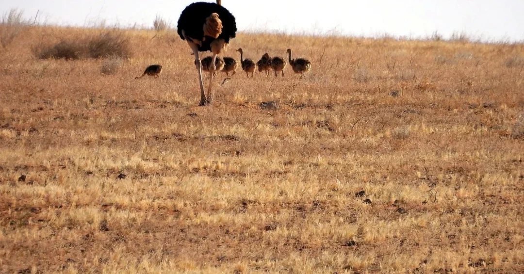 Saudi Reserve Sees Hatching of Seven Red-Necked Ostrich Chicks