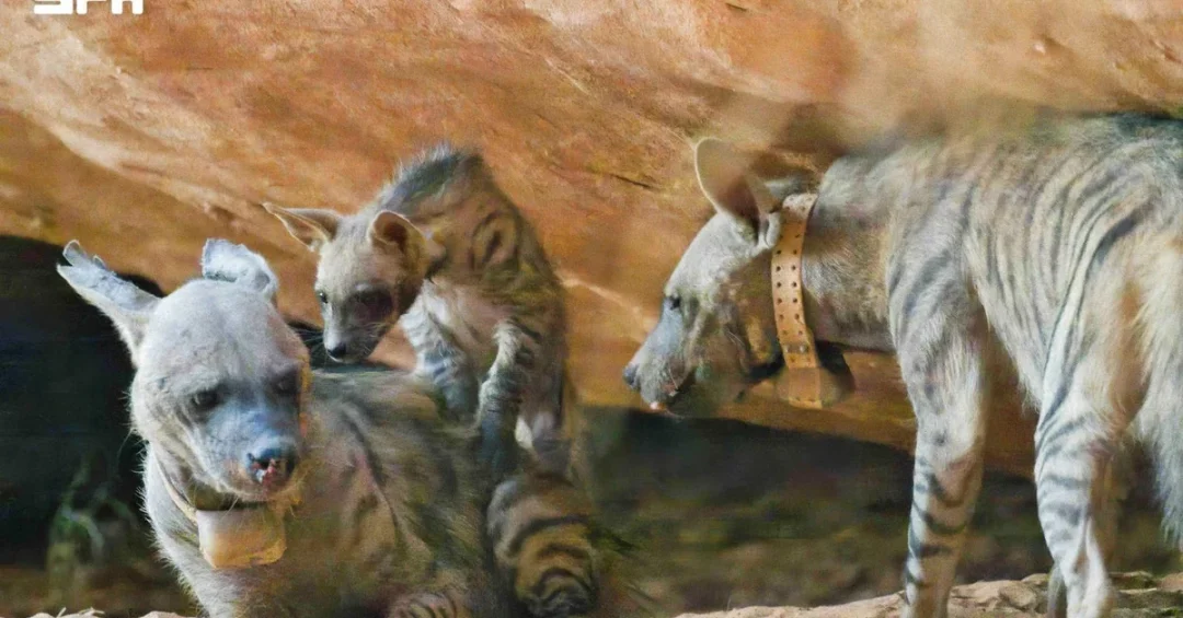 Saudi Arabia: Striped Hyenas Born in NEOM Reserve