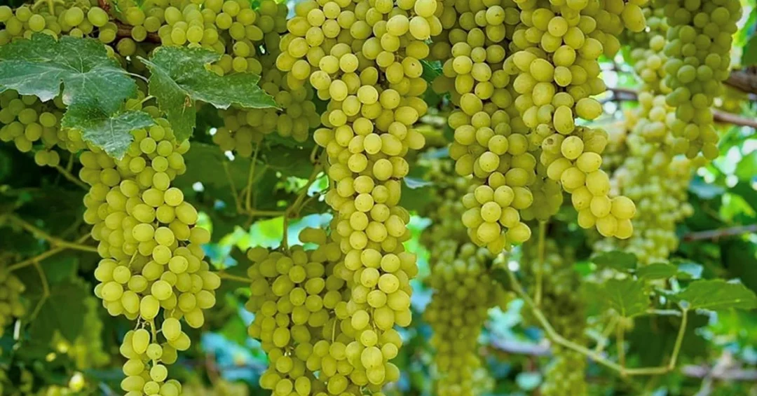 Saudi Arabia Aims for Fruit Self-Sufficiency to Boost Food Security
