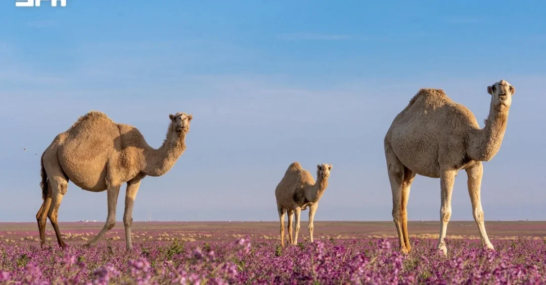 Northern Borders Photographers Showcase Heritage on World Photography Day