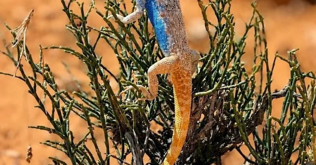 Chameleon Adaptations Showcase Habitat Richness in Saudi Reserve