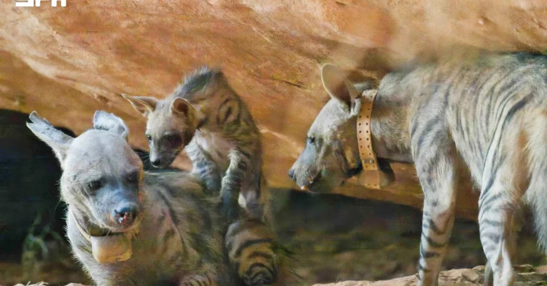 Saudi Wildlife Center and NEOM Celebrate First Striped Hyena Births