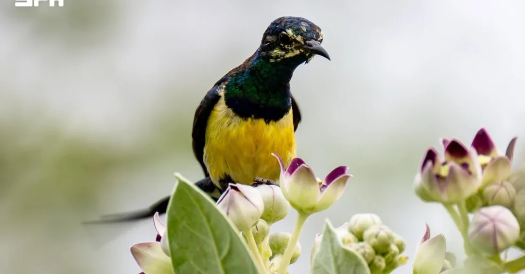 Nile Valley Sunbird Discovered in Jazan Showcases Saudi Biodiversity