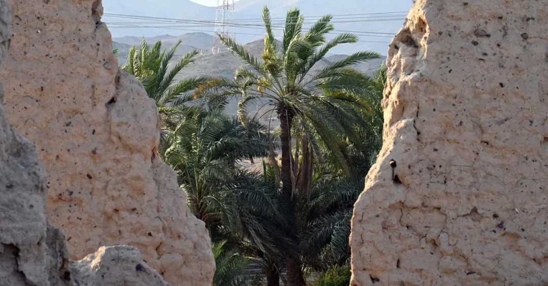 Al-Jidad Harvest Season Concludes in Yanbu Al-Nakhal