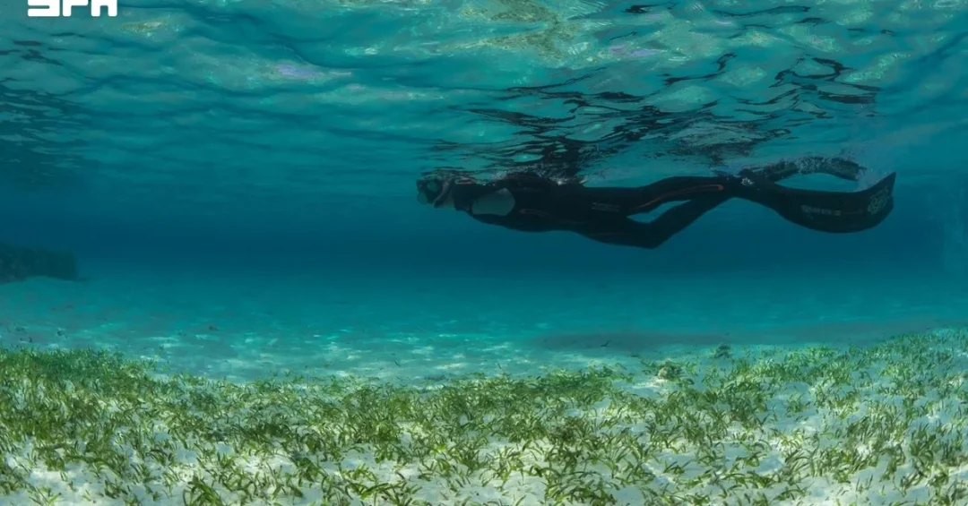 KAUST: Seagrass Carbon Credits Could Unlock $2.3 Trillion