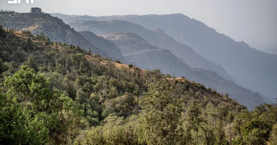 221,000 Hectares of Forest Enhance Al-Baha’s Natural Environment