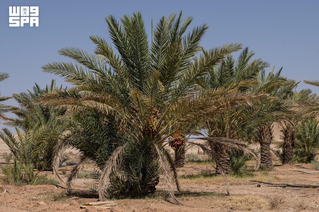 Nordregion Saudi-Arabiens meldet 559 Tonnen Dattelproduktion